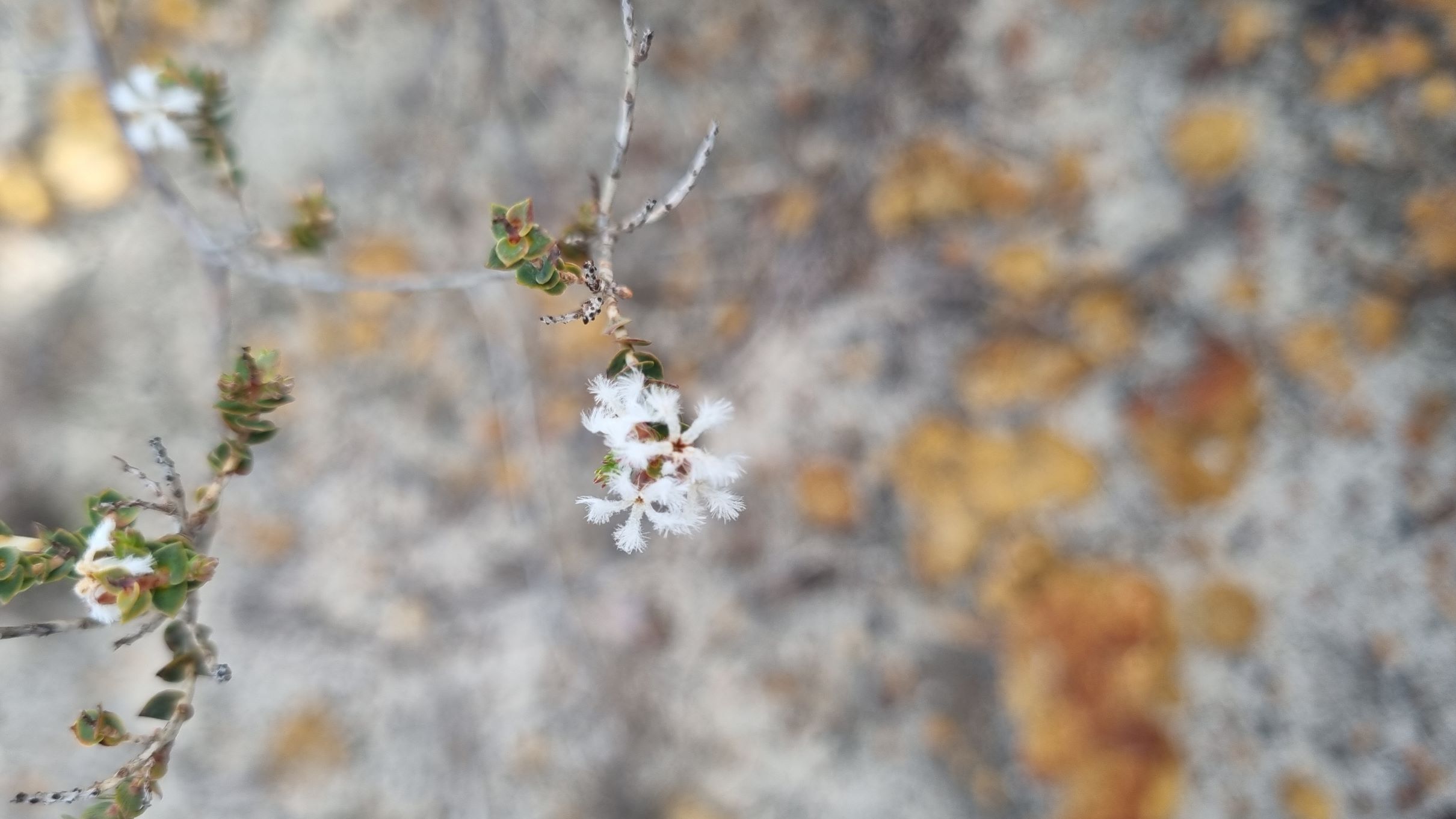 oldfieldii
